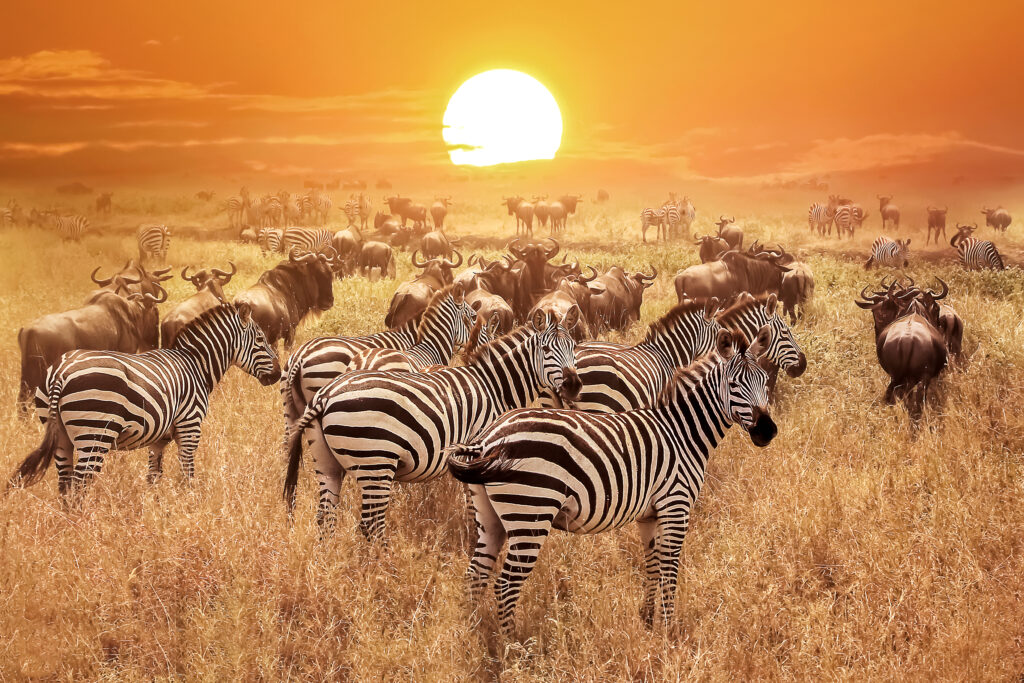 Image of zebras roaming on a dry grassland.